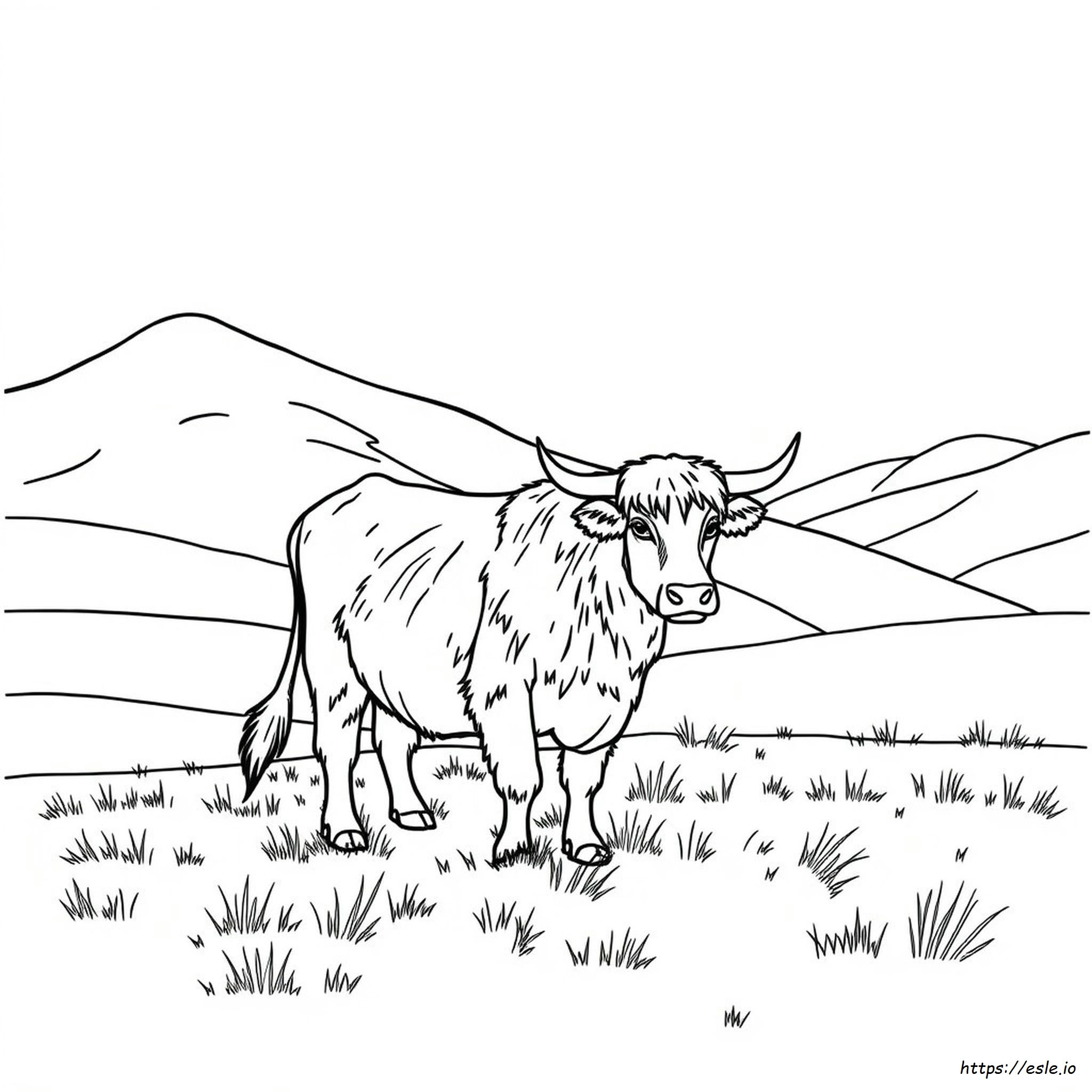 Mucca Highland Realistica Da Colorare