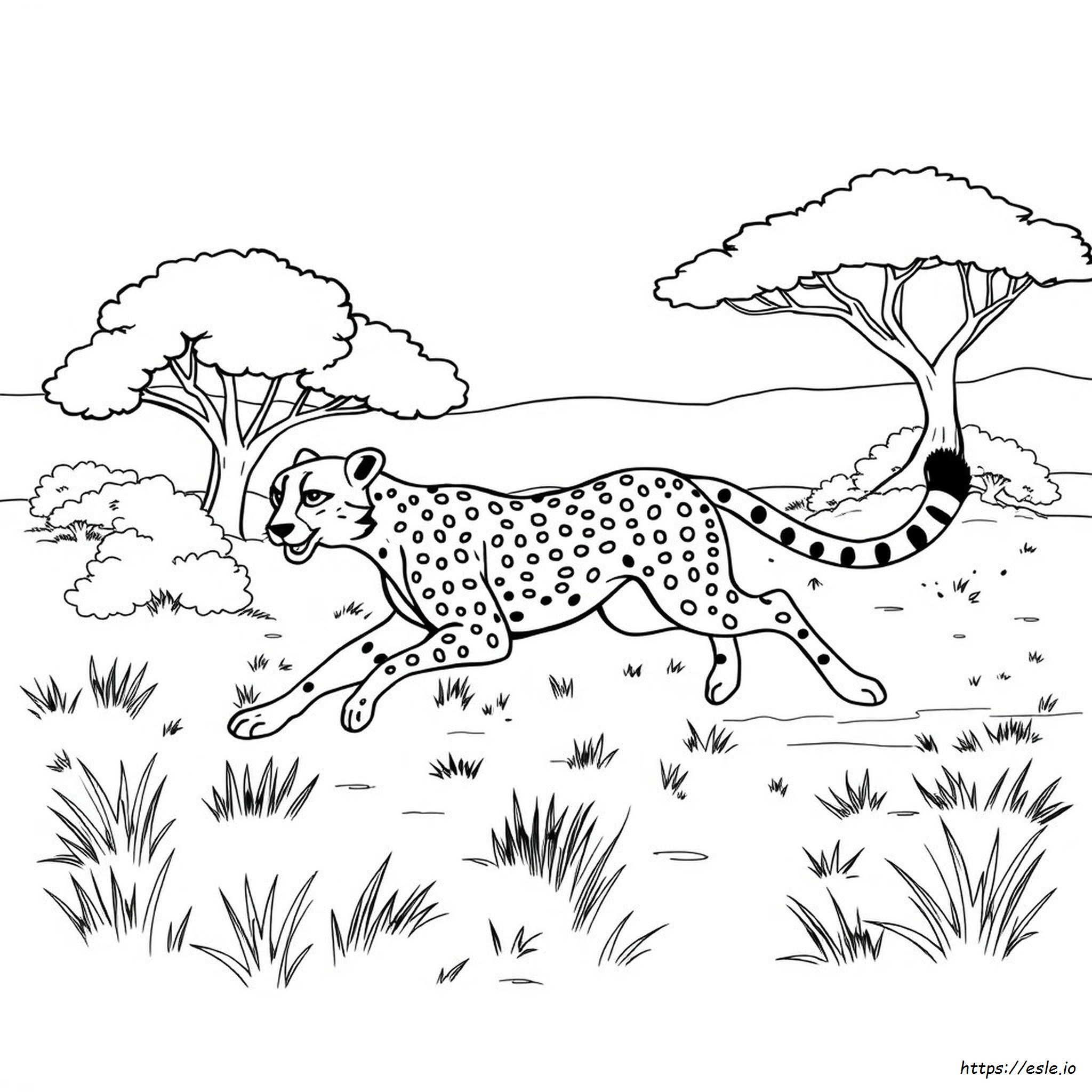 Cheetah Colouring Page