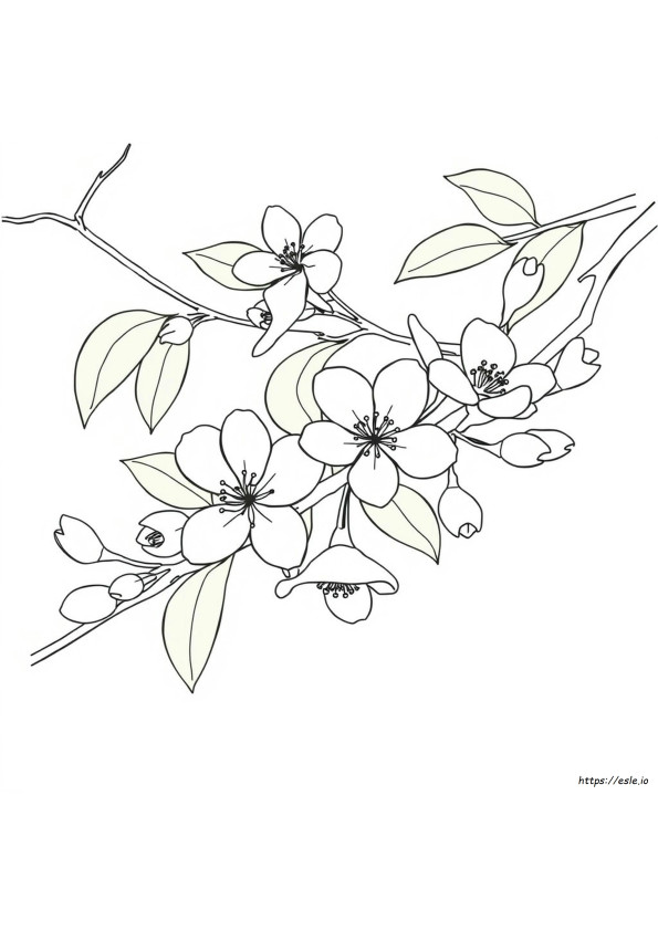 Flor De Durazno Para Colorear