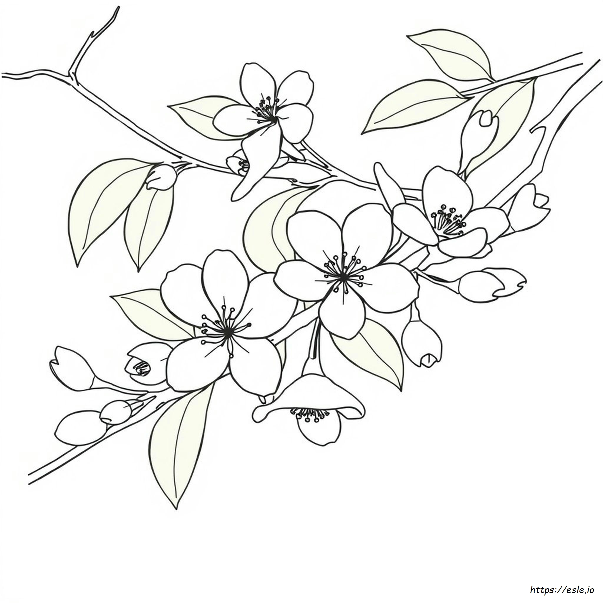 Peach Blossom Coloring