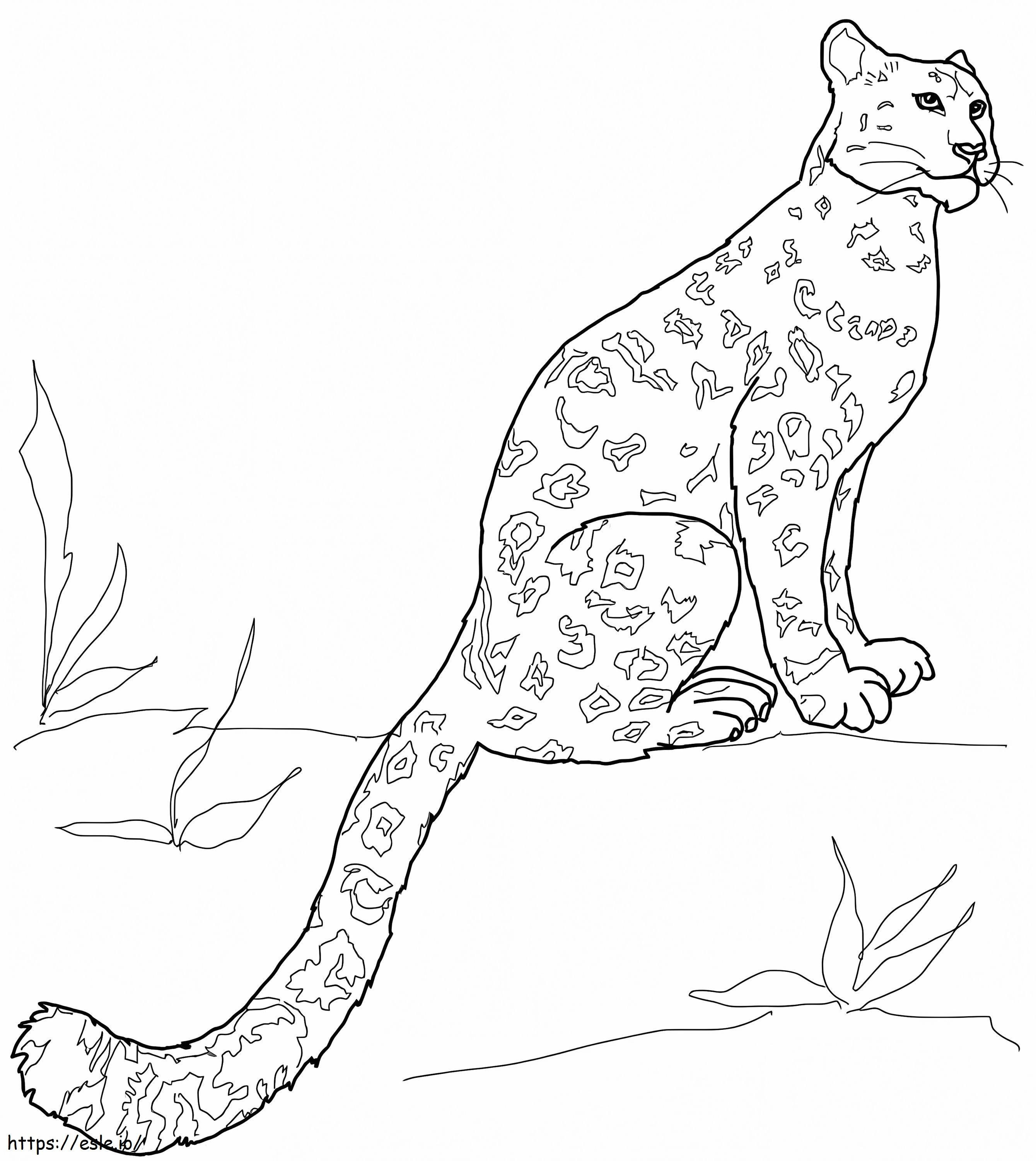 Leopardo da neve para colorir