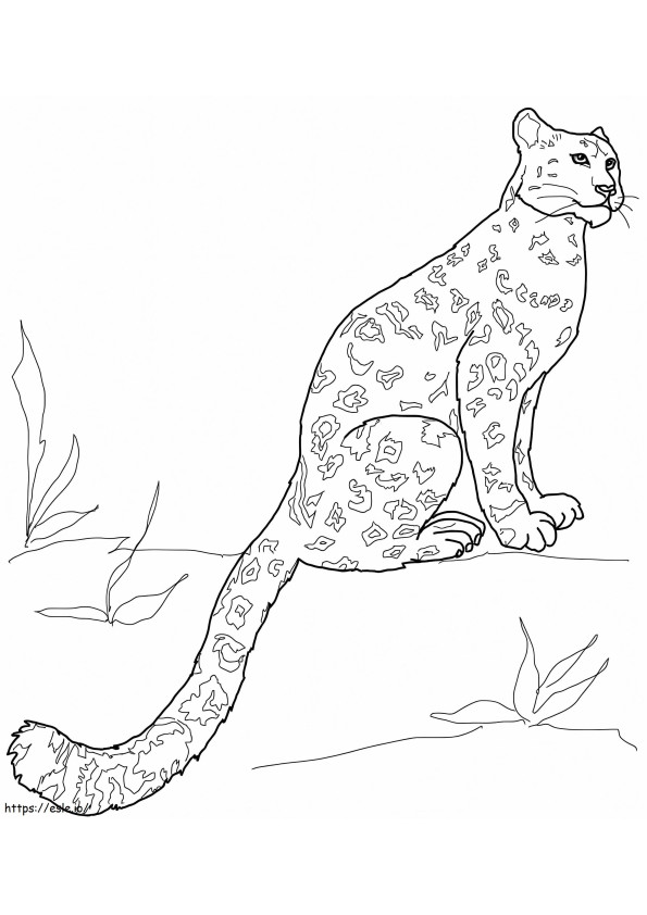 Leopardo de nieve para colorear