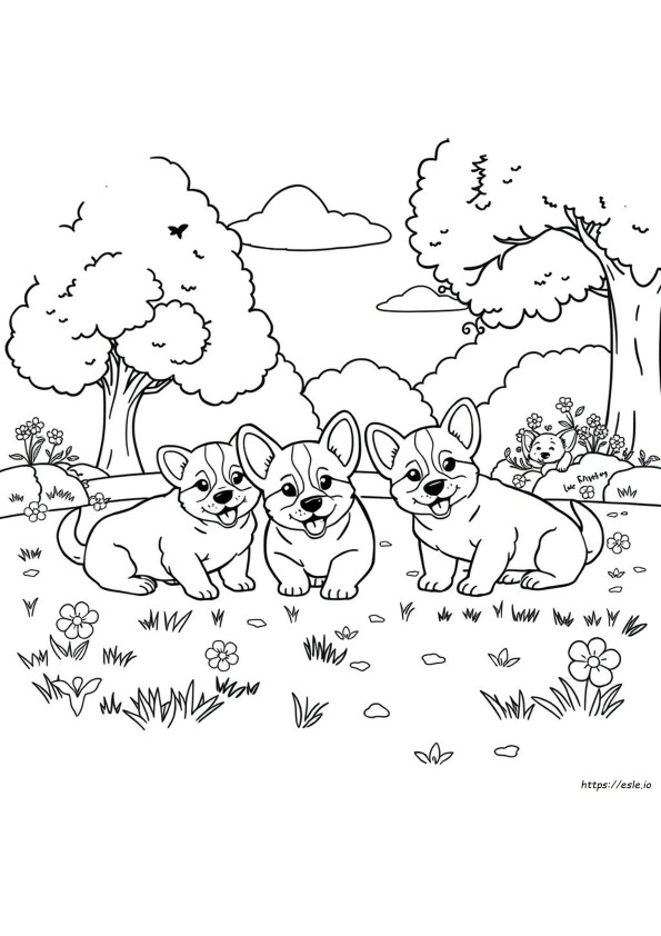Czy Szczeniaki Corgi Zmieniają Kolor?