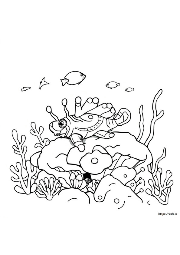 Nudibranch De Colorat