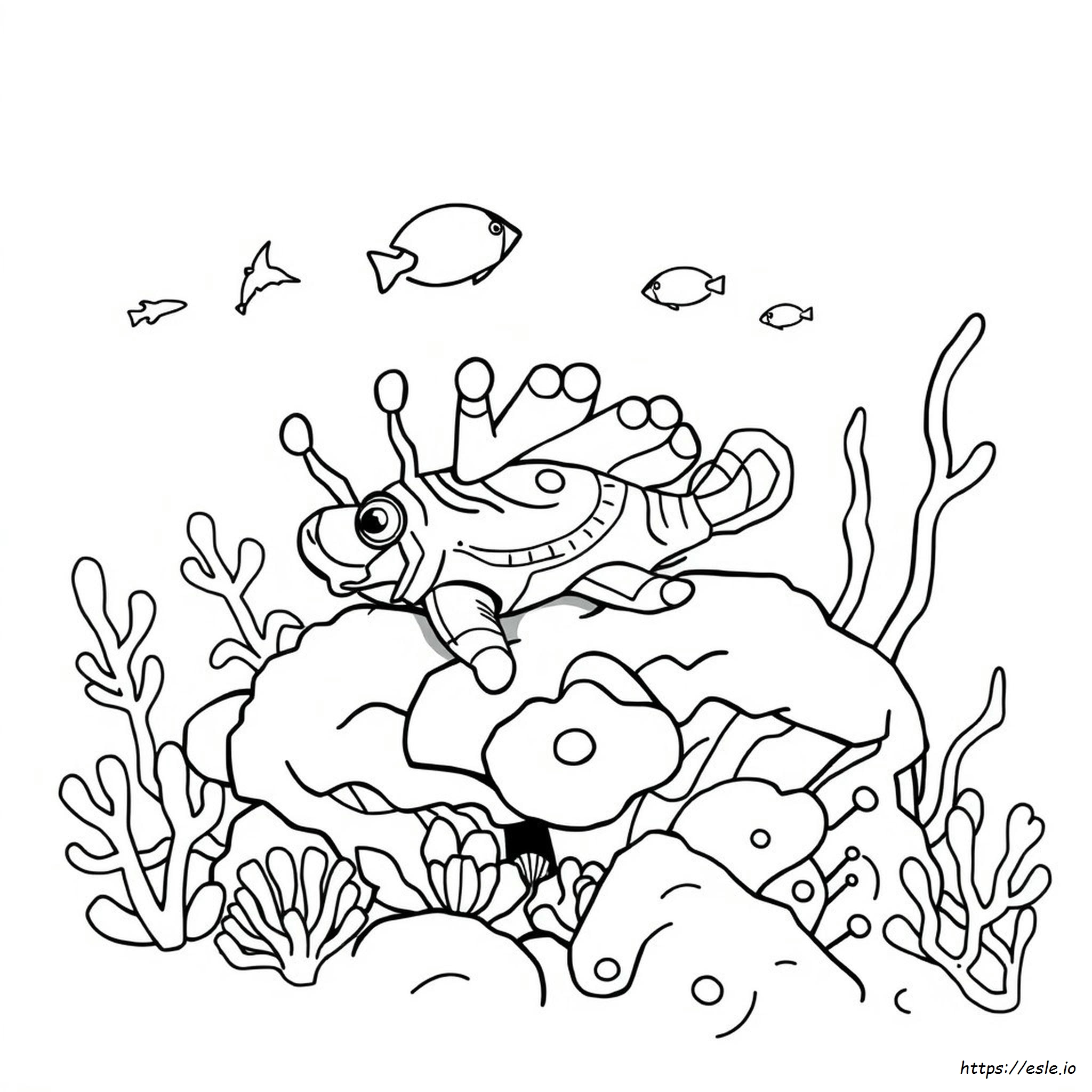 Nudibranch De Colorat