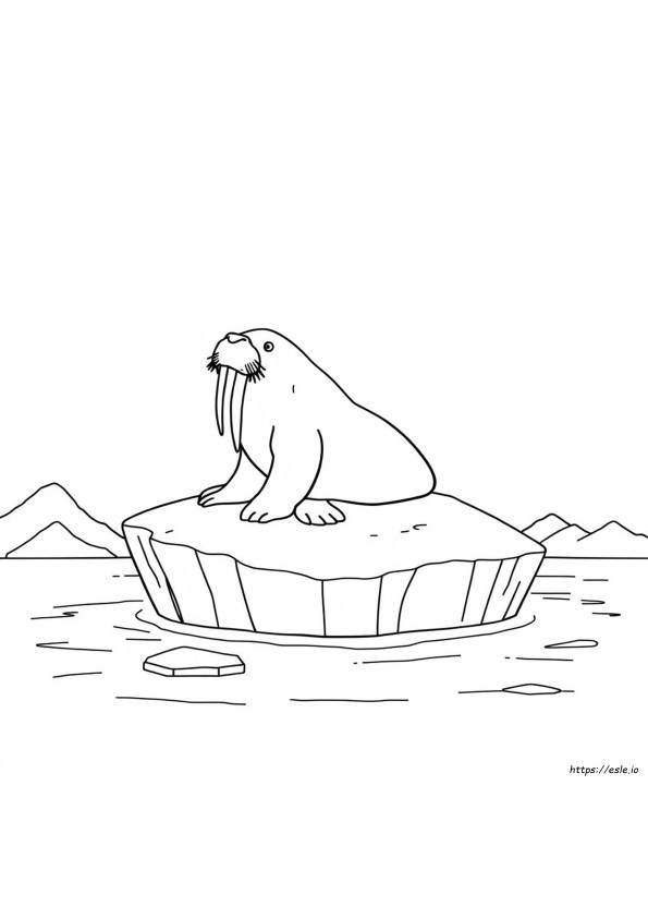 Walrus Colouring