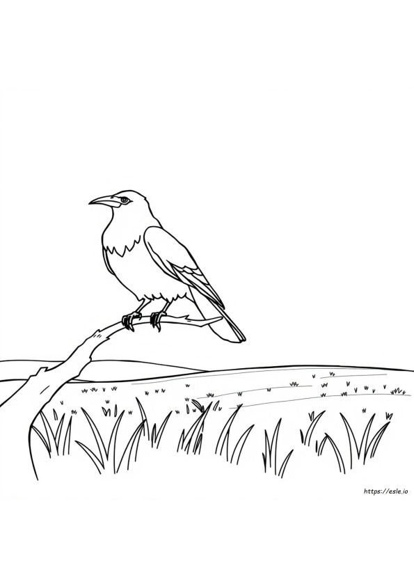 Crow Coloring Pages Printable