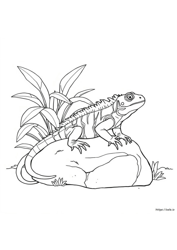 Iguana Para Colorir