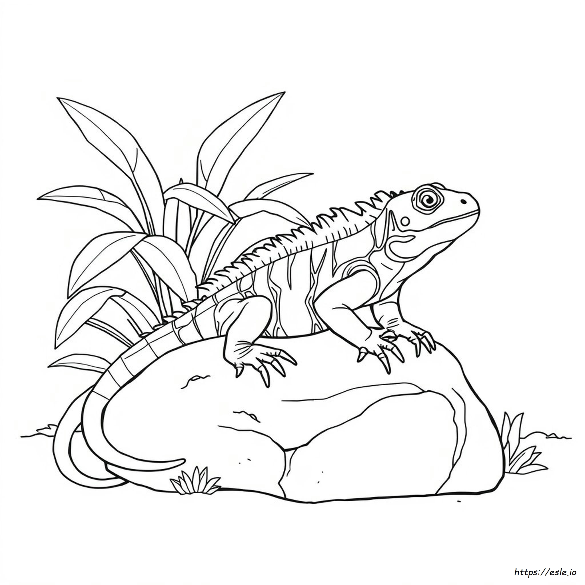 Coloring Picture Of Iguana