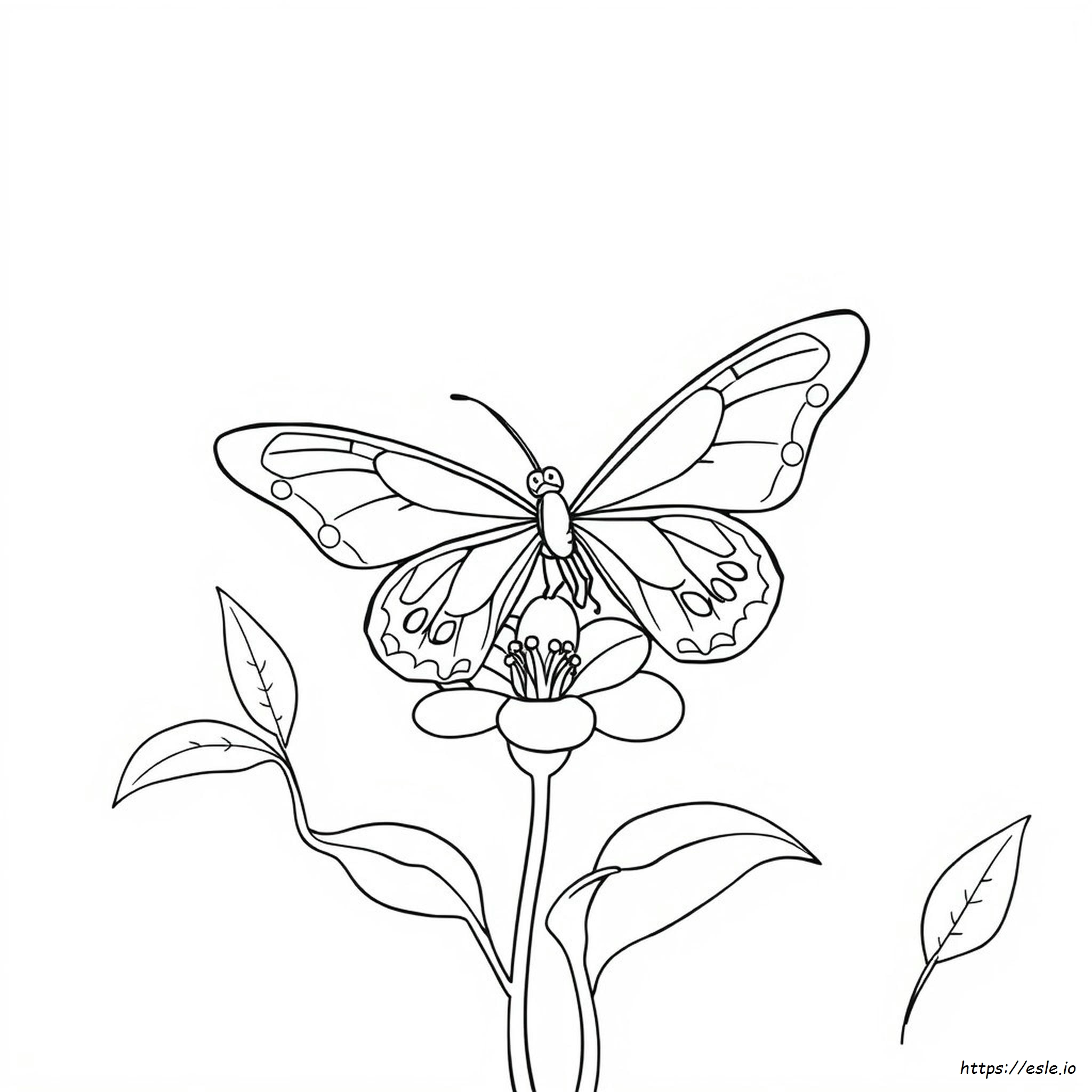 Butterfly Outline Images For Colouring