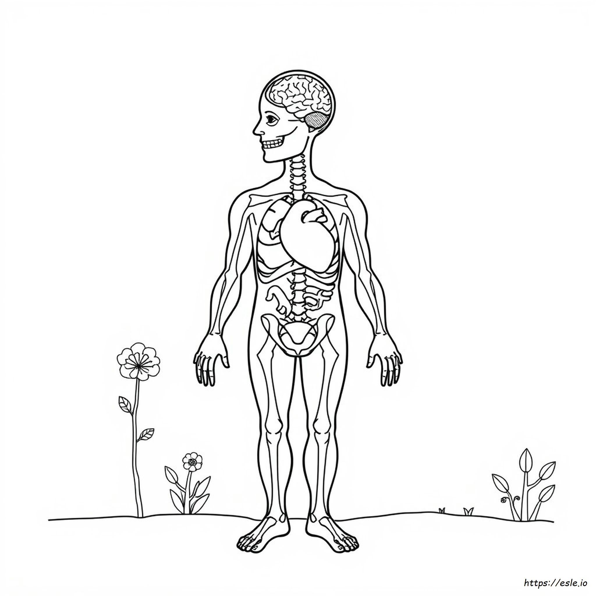 Anatomy And Physiology Coloring Pages