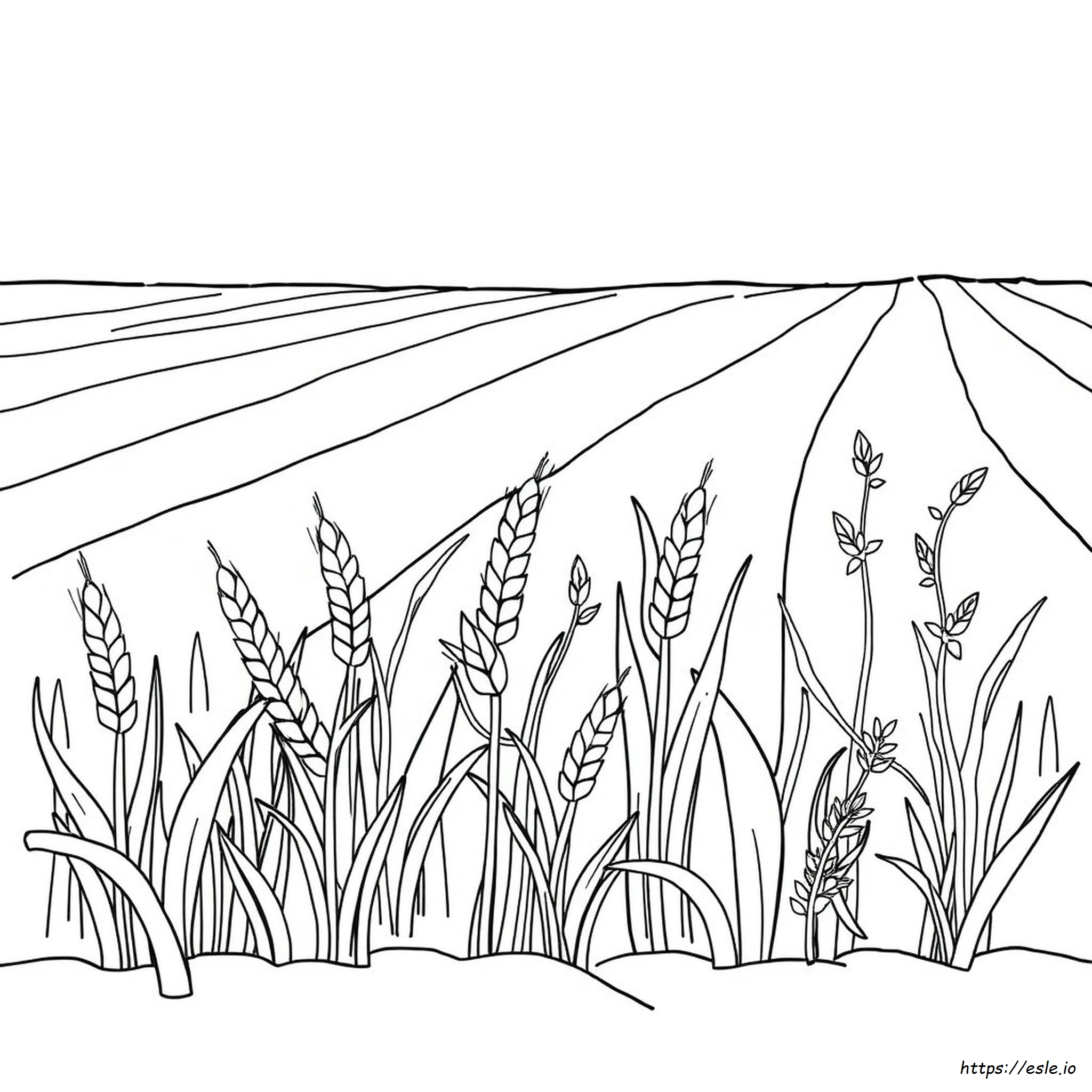 Parable Of The Wheat And Weeds Coloring Page