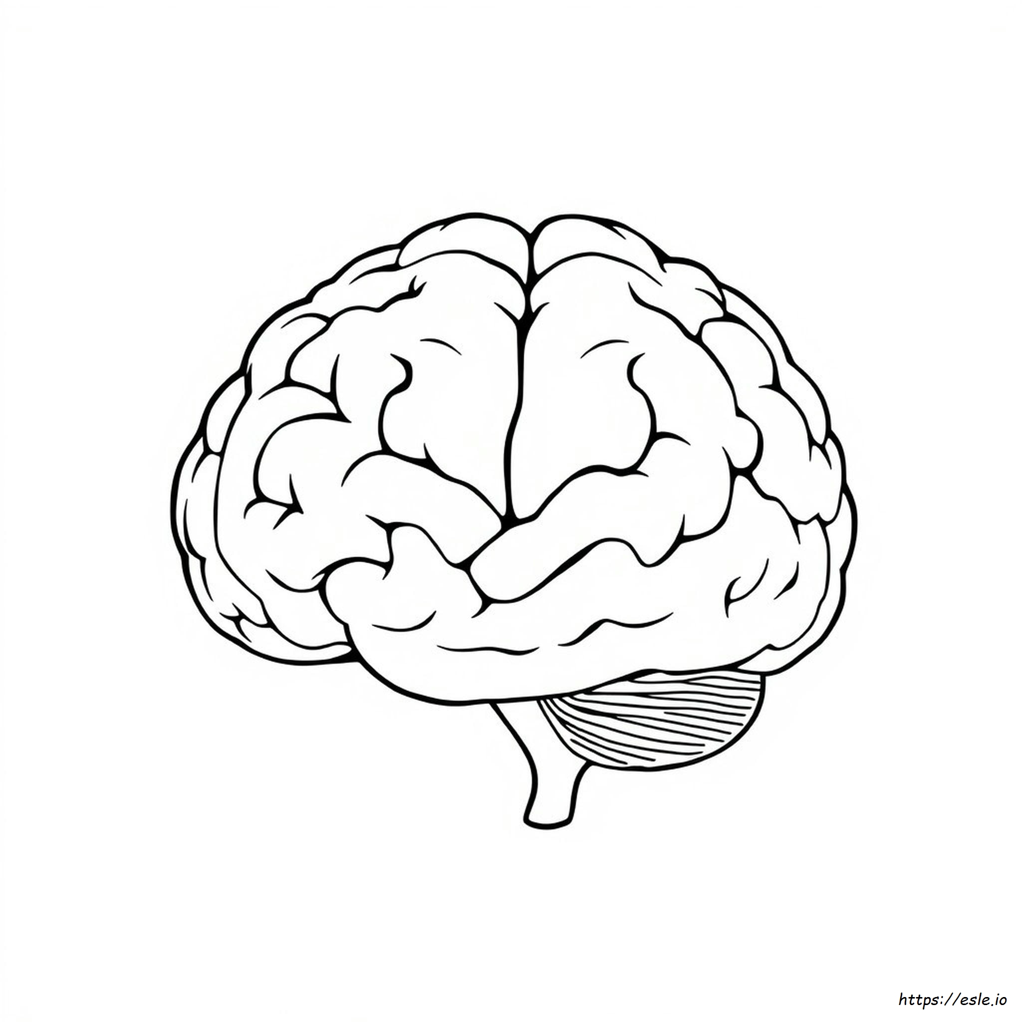 Lobes Of The Brain Coloring Sheet