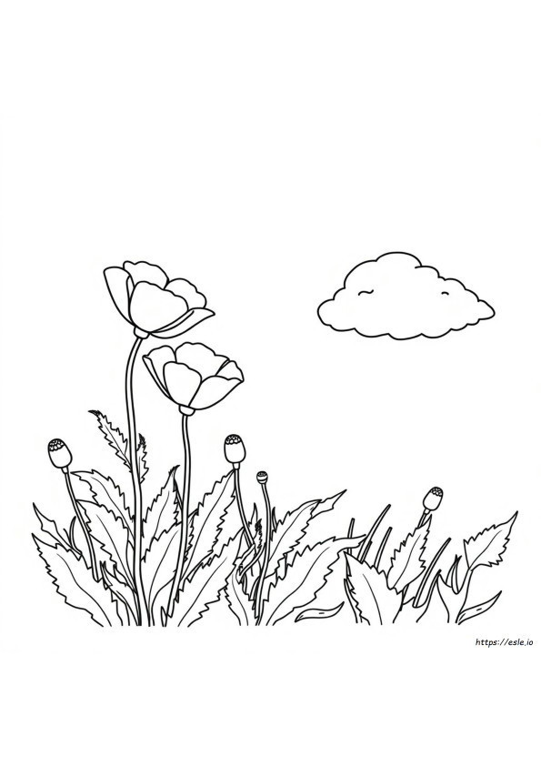 Poppy De Colorat