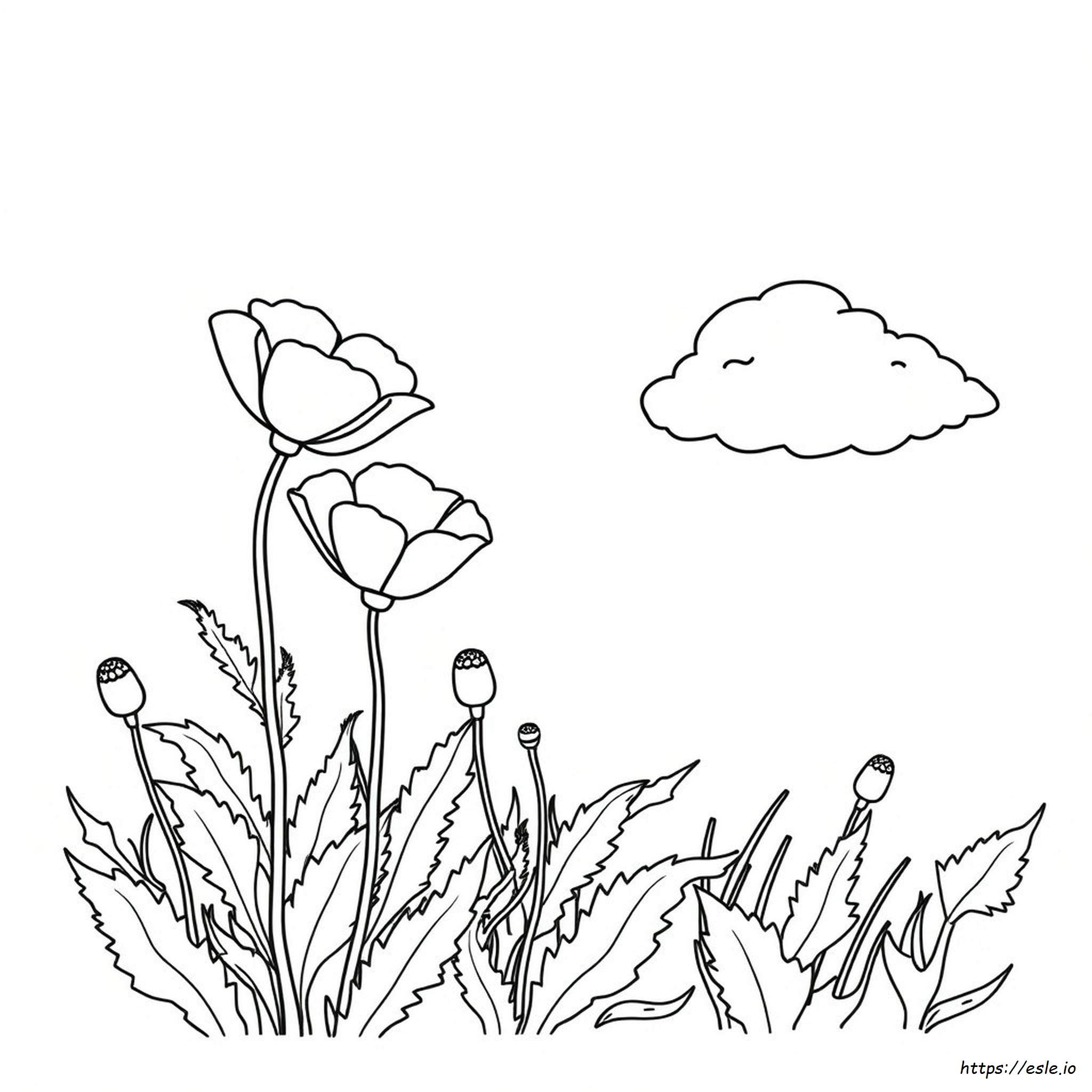 Kleurplaat Papaver kleurplaat
