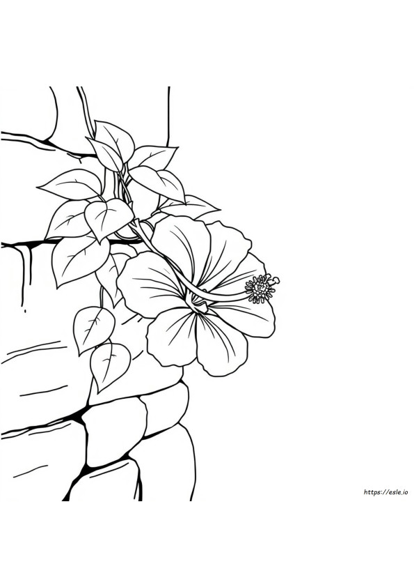 Hibiscus De Colorat