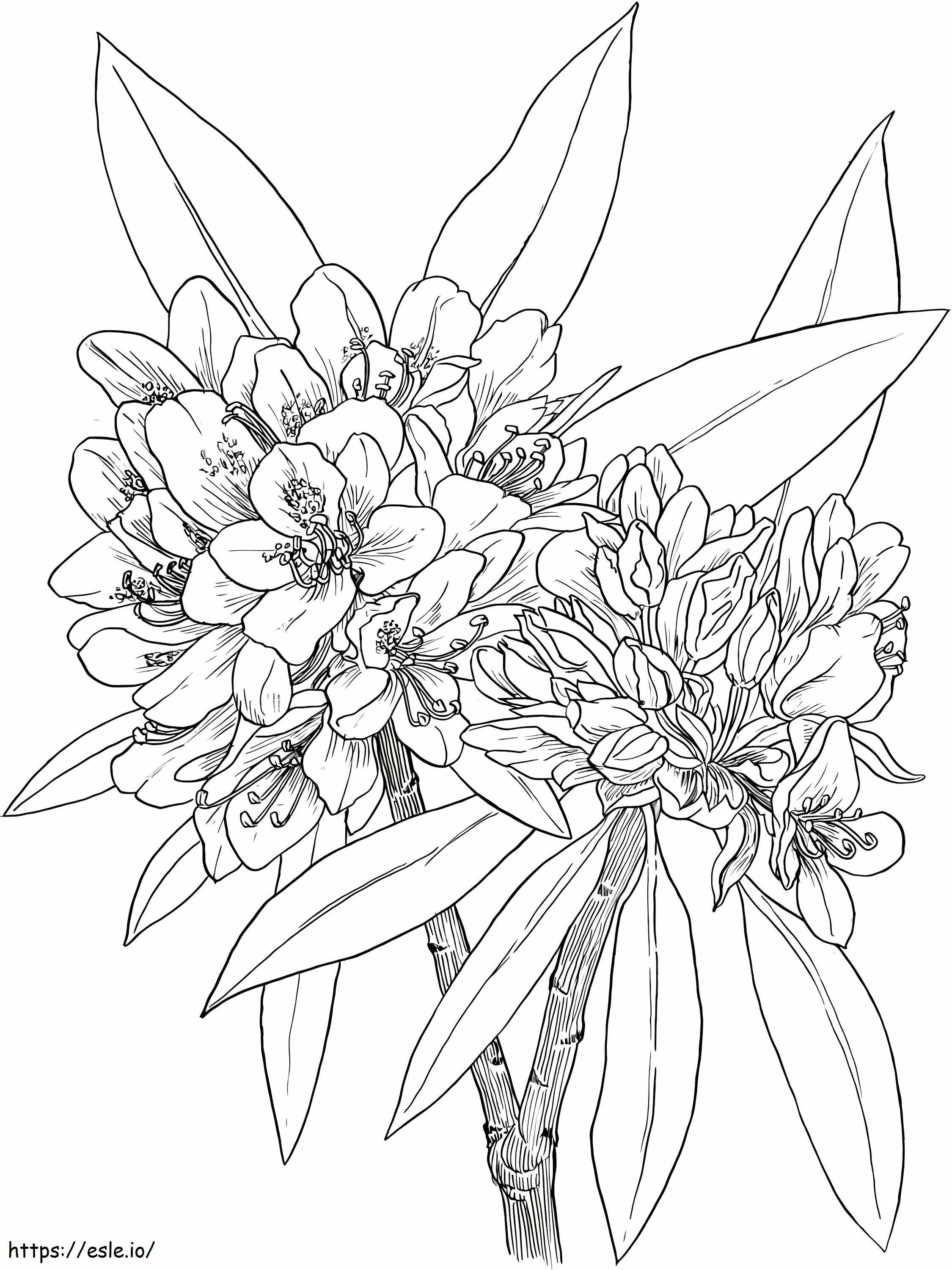 Coloriage Fleur de laurier à imprimer dessin
