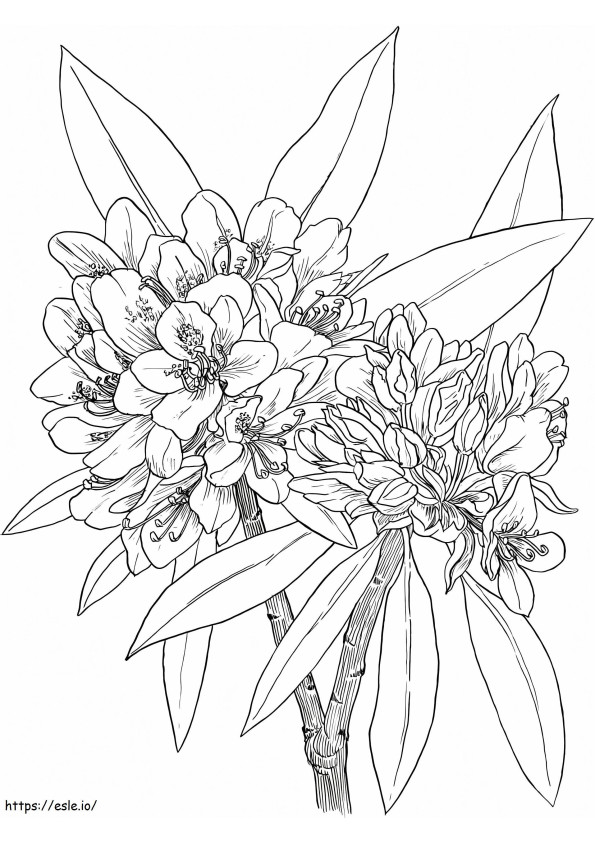 Coloriage Fleur de laurier à imprimer dessin