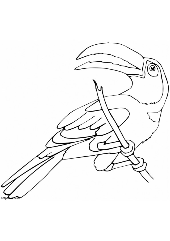 Perched Toucan coloring page