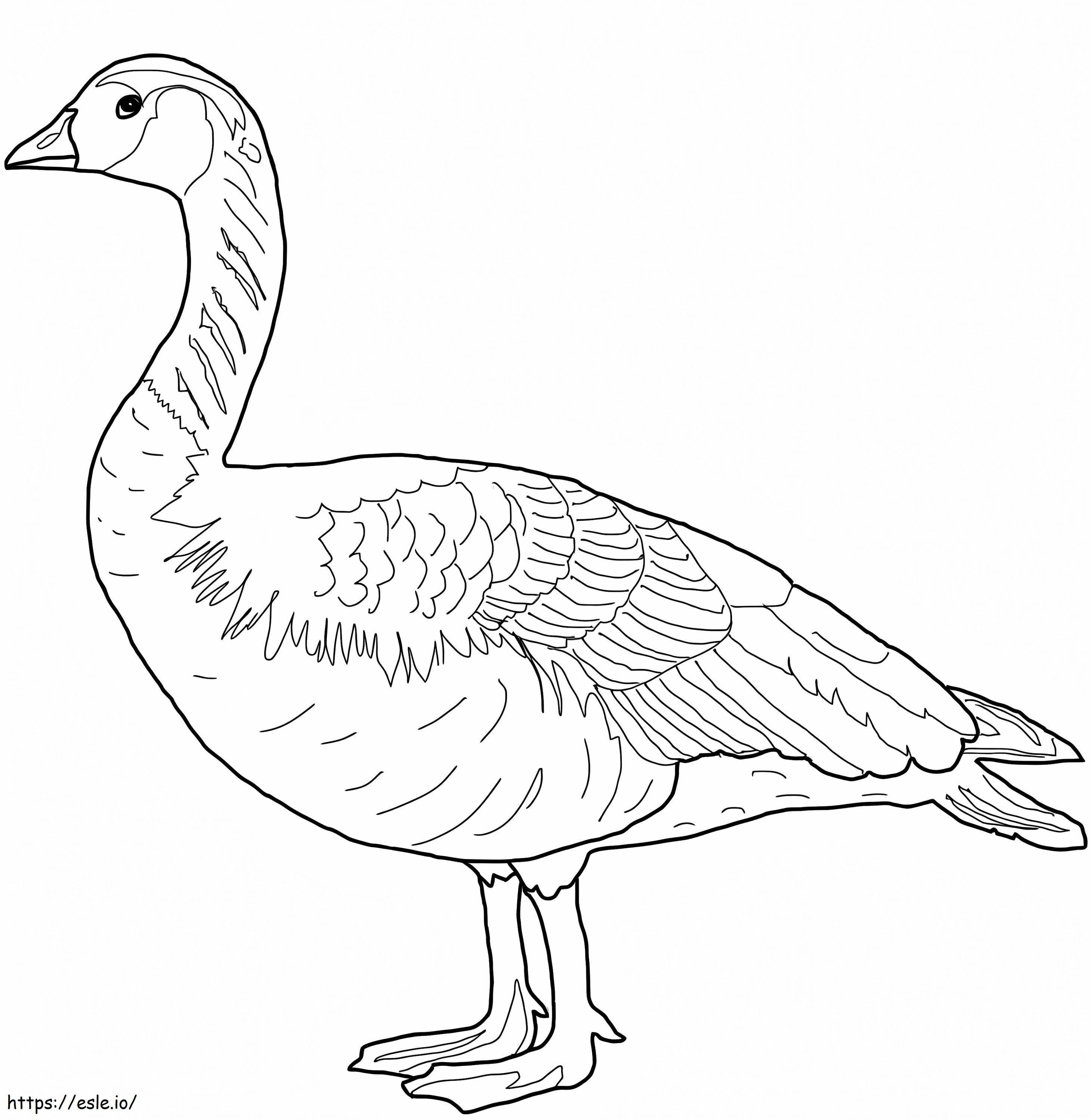 Canada Wild Goose coloring page