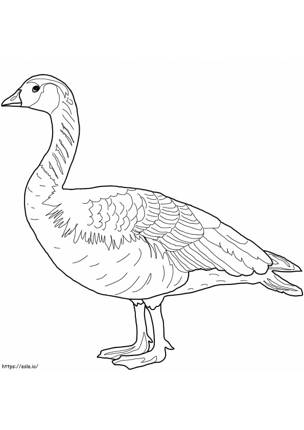 Canada Wild Goose coloring page