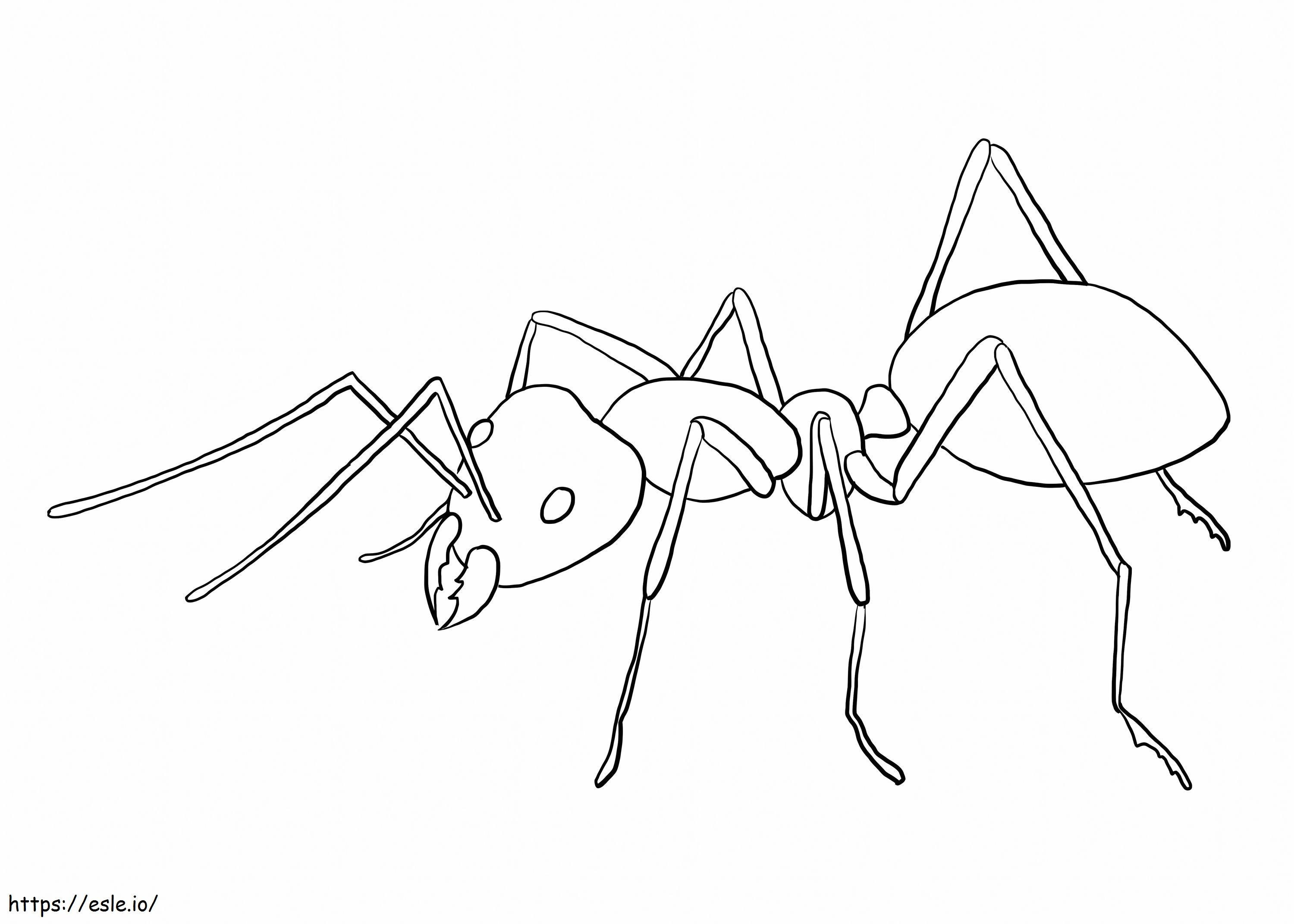 Beautiful Ant coloring page