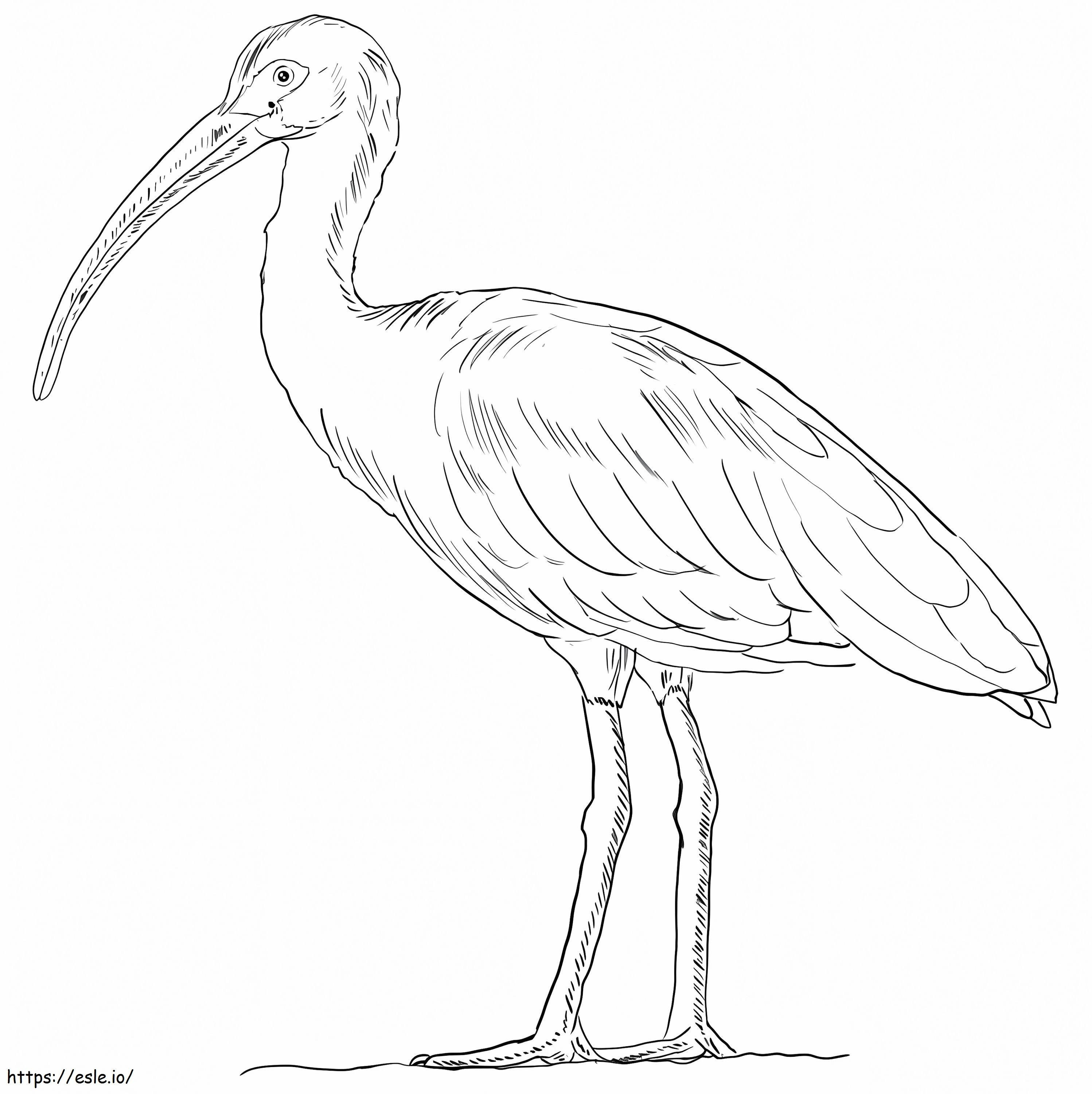 Coloriage Ibis américain blanc à imprimer dessin