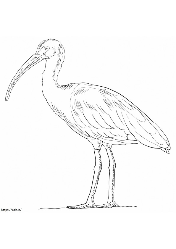 White American Ibis coloring page