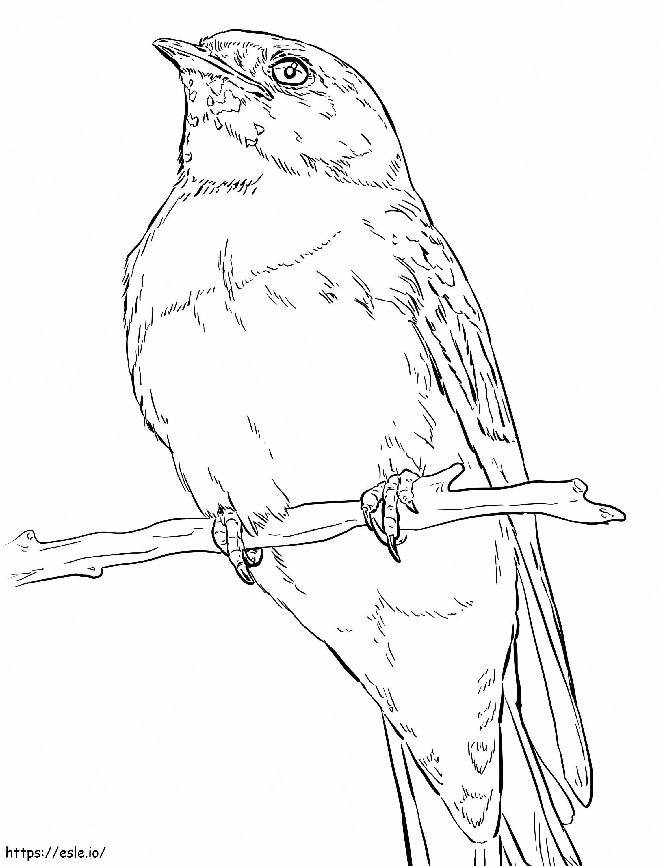 Realistic Cliff Swallow coloring page