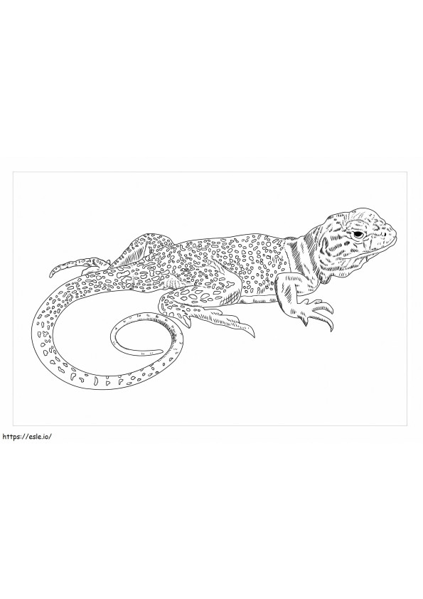 Collared Lizard coloring page