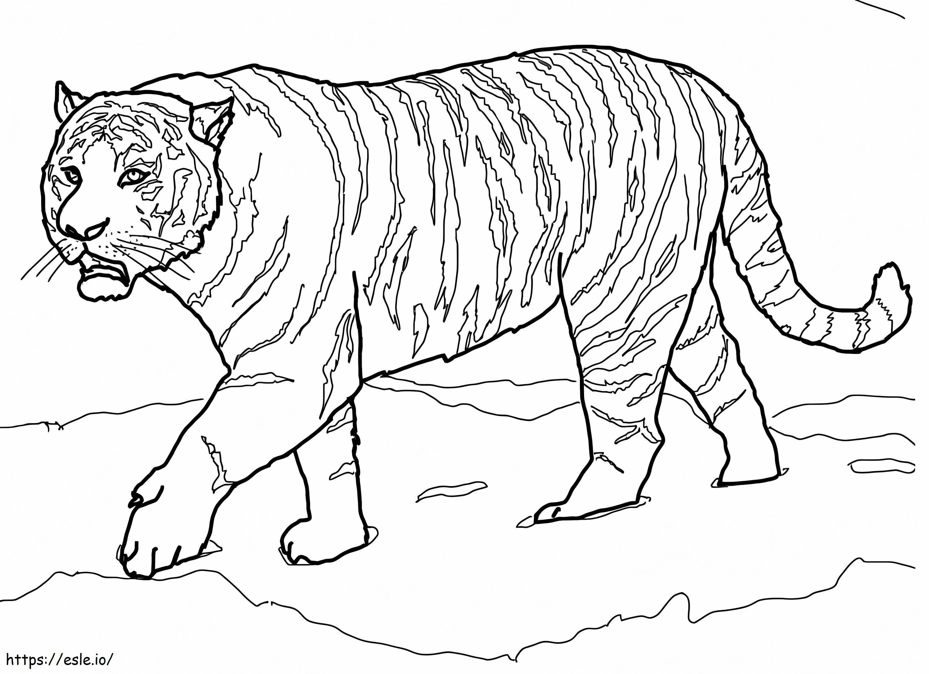 Amurin tiikeri värityskuva
