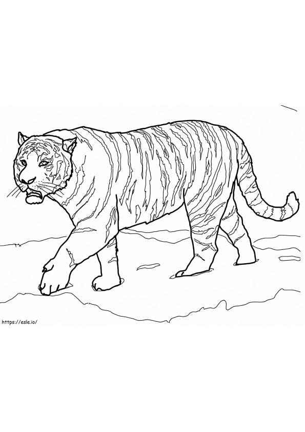 Tigre de Amur para colorear
