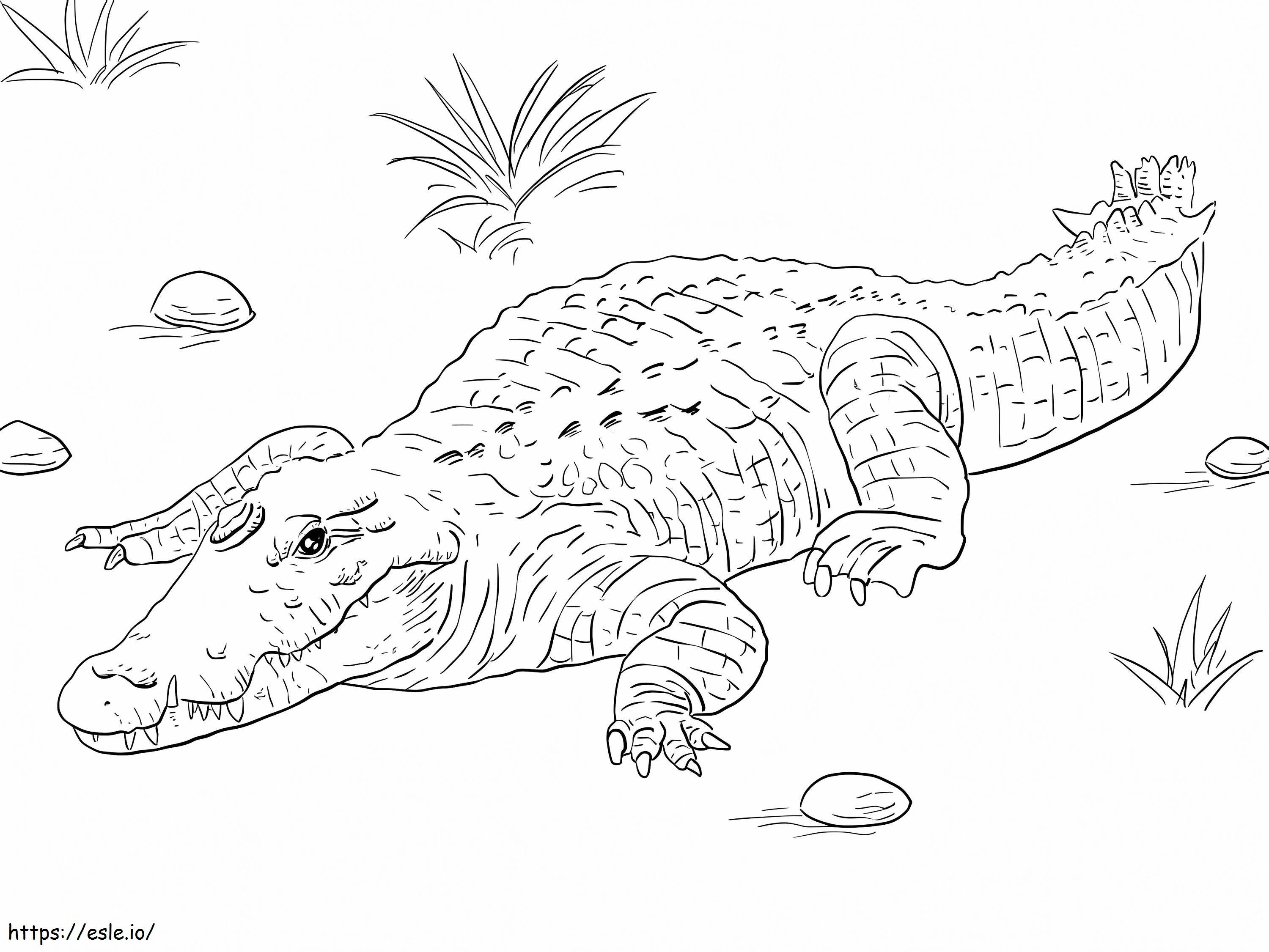 Afrikkalainen Niilin krokotiili värityskuva