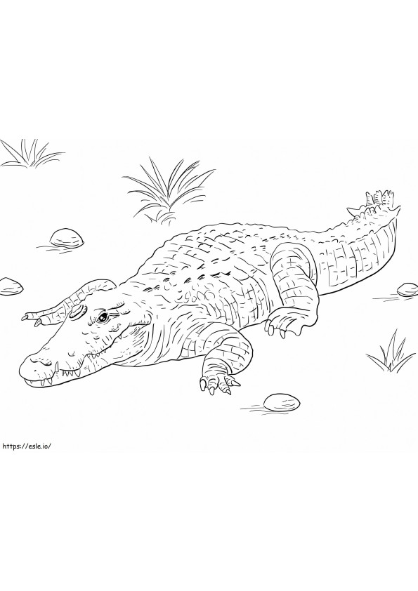 Coloriage Crocodile du Nil d'Afrique à imprimer dessin