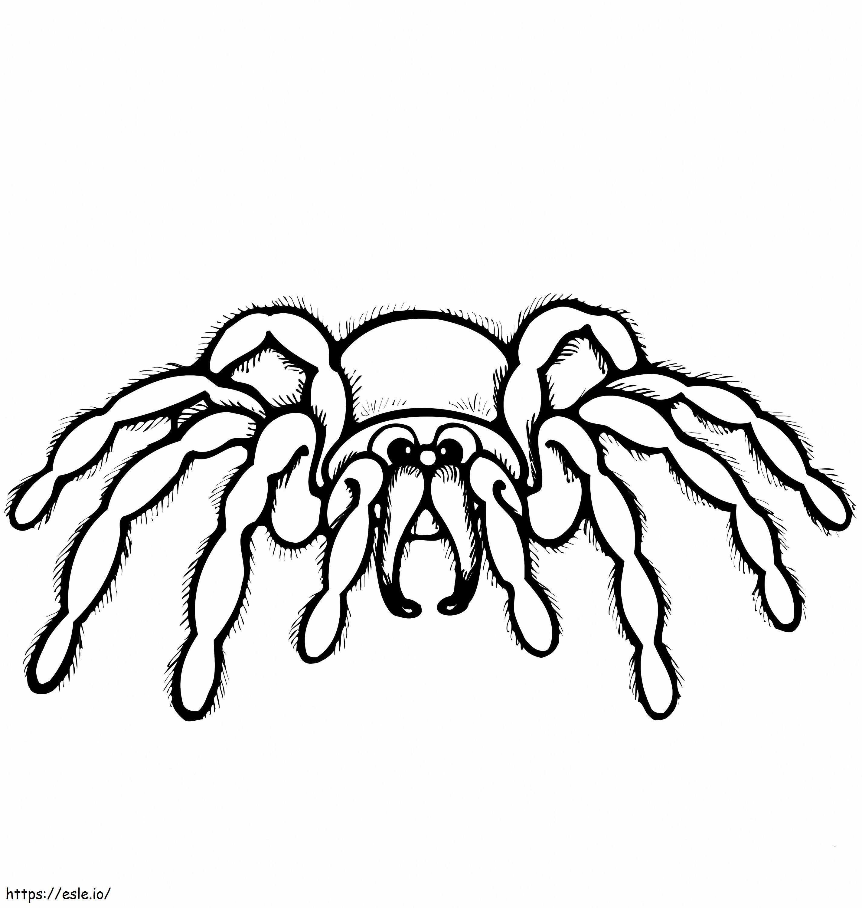  Păianjen de desene animate de colorat