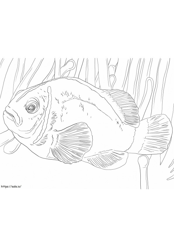 Pink Skunk Clownfish coloring page