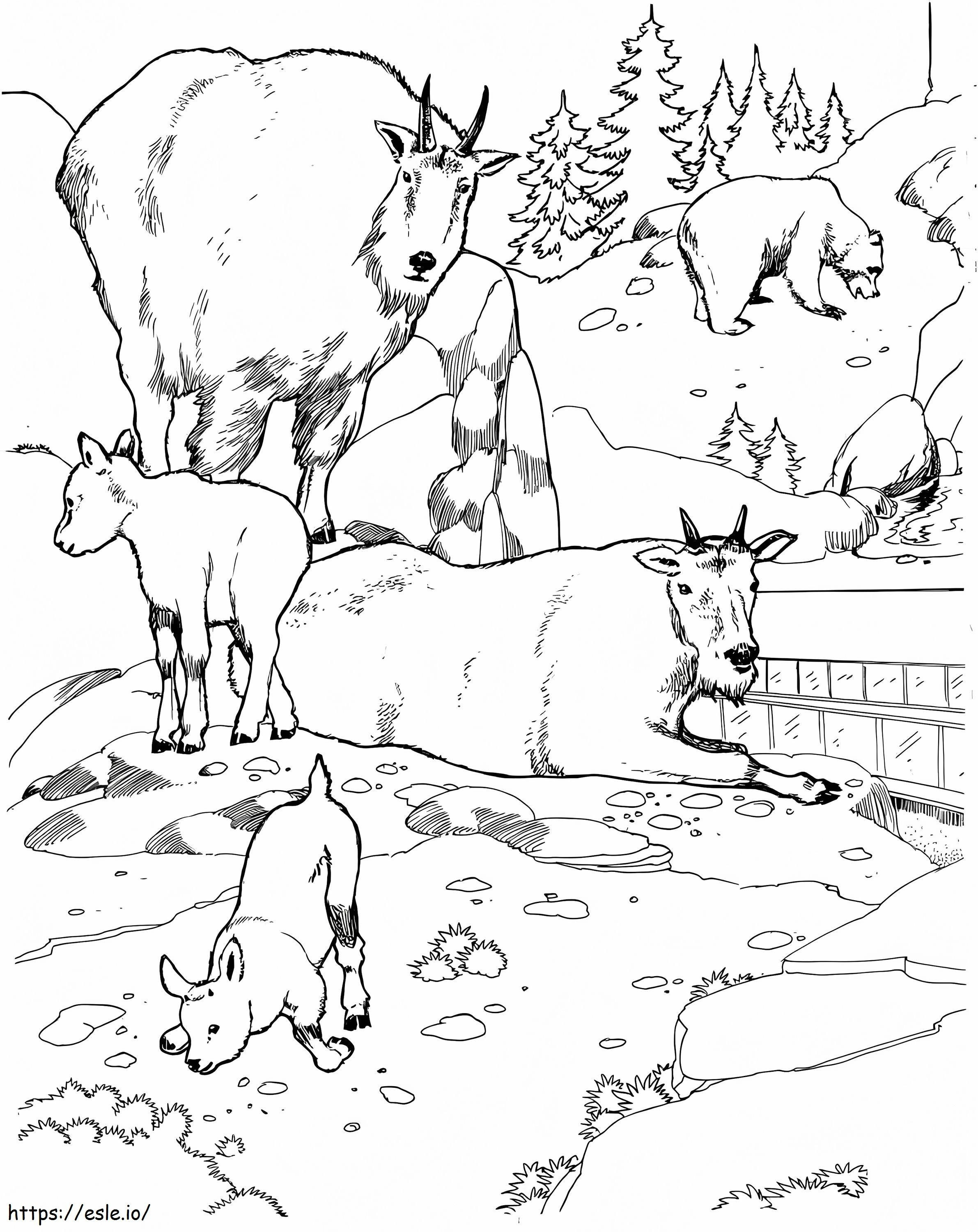 Coloriage Chèvres et ours dans un zoo à imprimer dessin