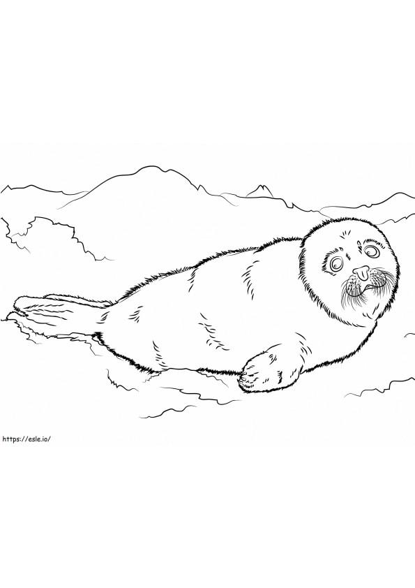 Little Harp Seal coloring page