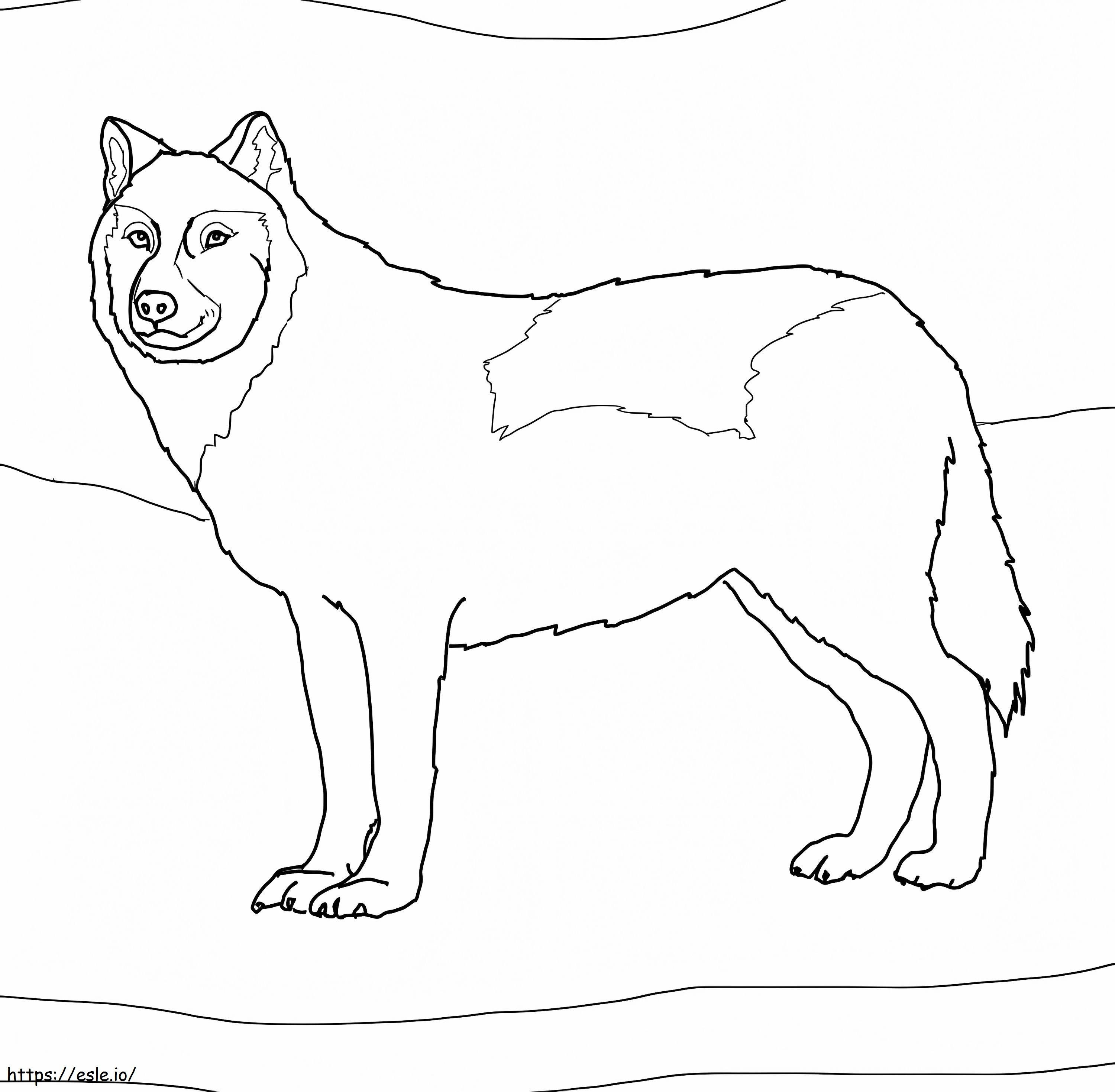 Coloriage Loup arctique blanc à imprimer dessin