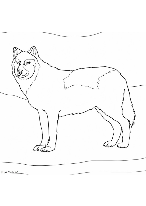 Coloriage Loup arctique blanc à imprimer dessin