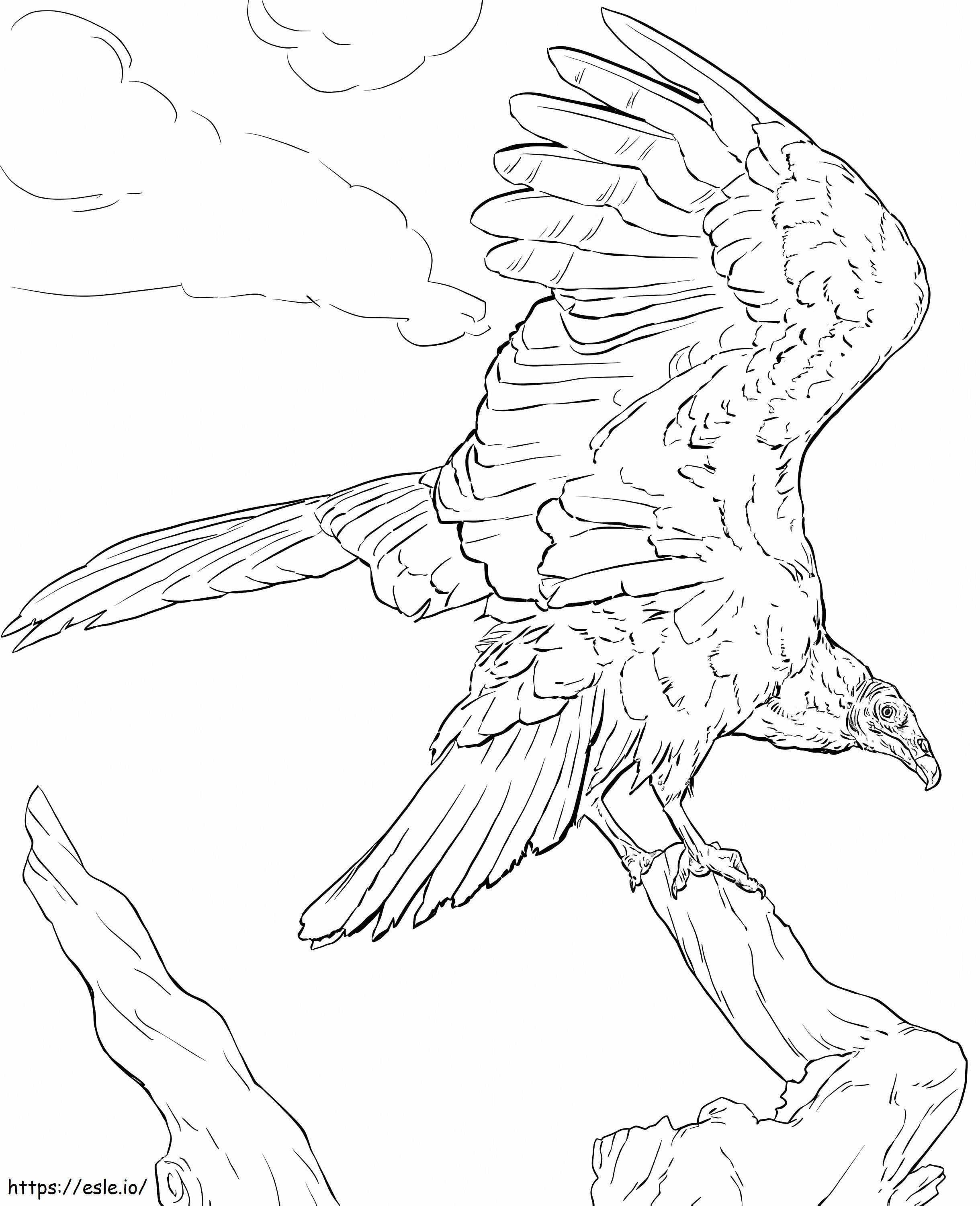 Avvoltoio di tacchino da colorare
