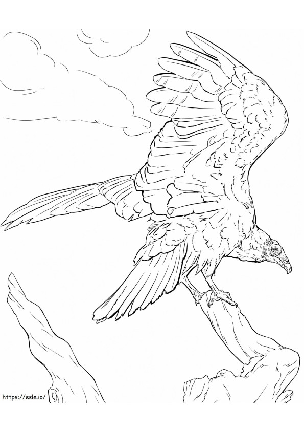 Turkey Vulture coloring page