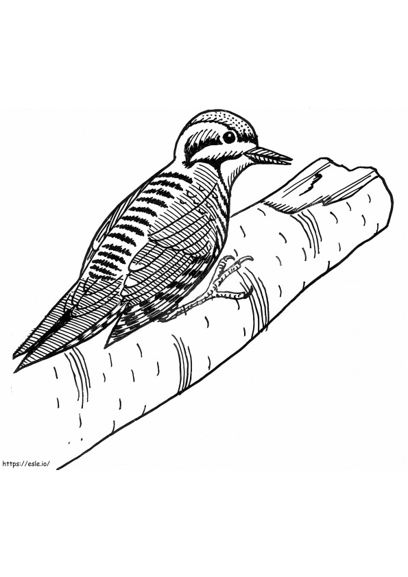 Three Toed Woodpecker coloring page