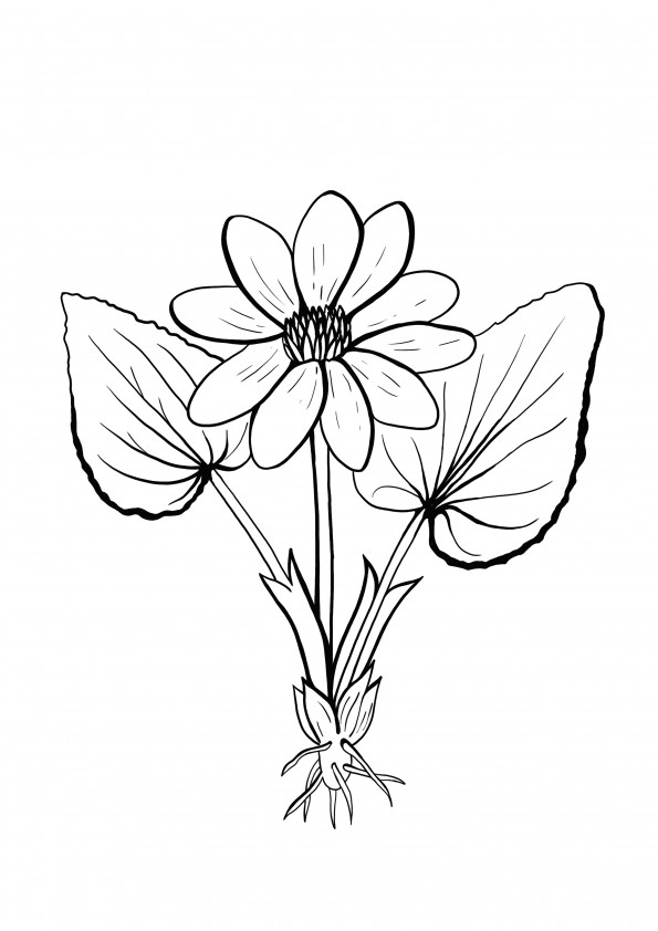 Marsh kadife çiçeği ücretsiz baskı ve boyama
