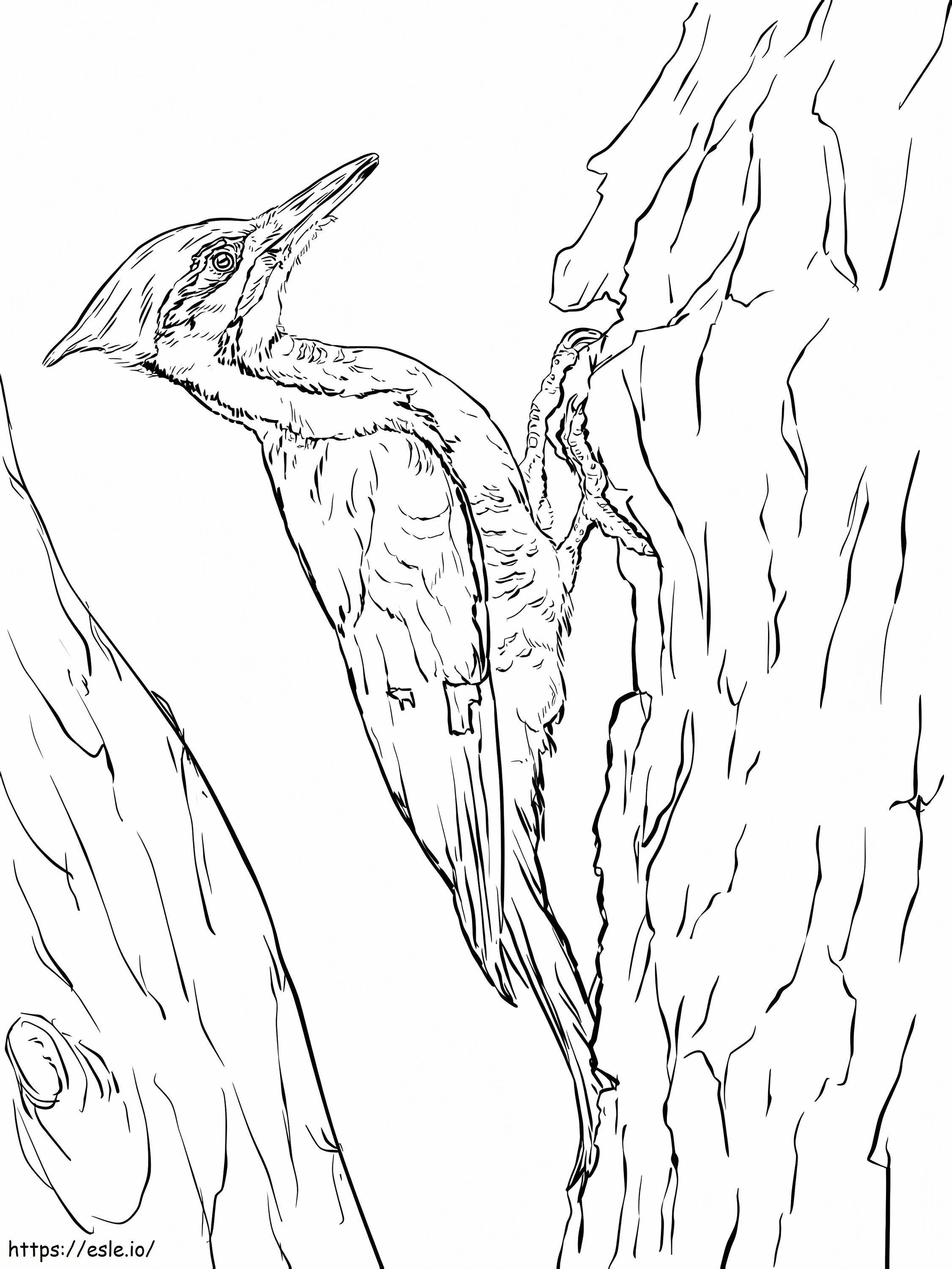Pileated Woodpecker 2 coloring page