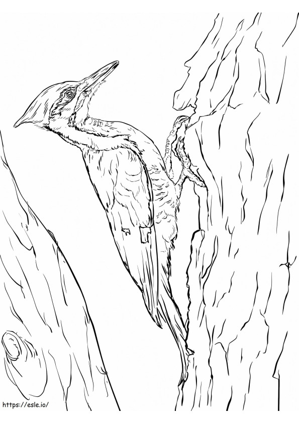 Pileated Woodpecker 2 coloring page