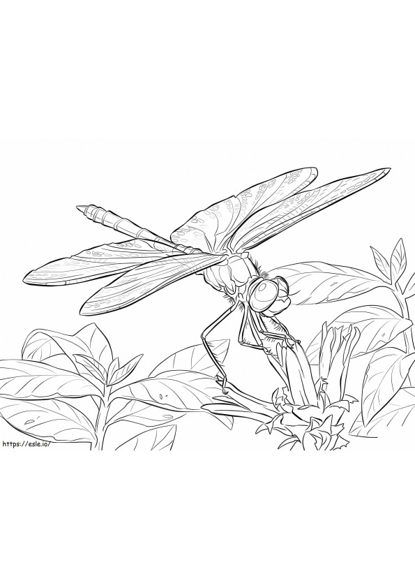 Yellow Winged Darter Dragonfly coloring page