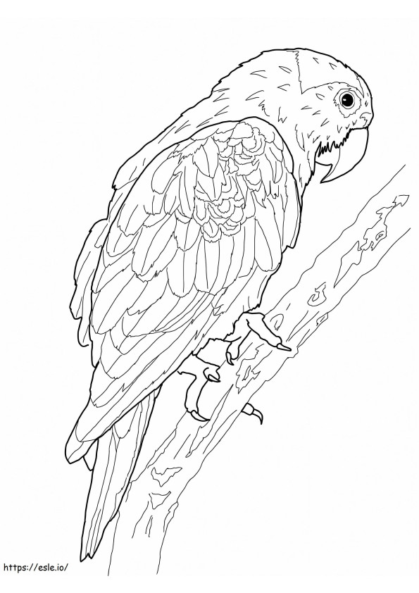 Awesome Parrot coloring page