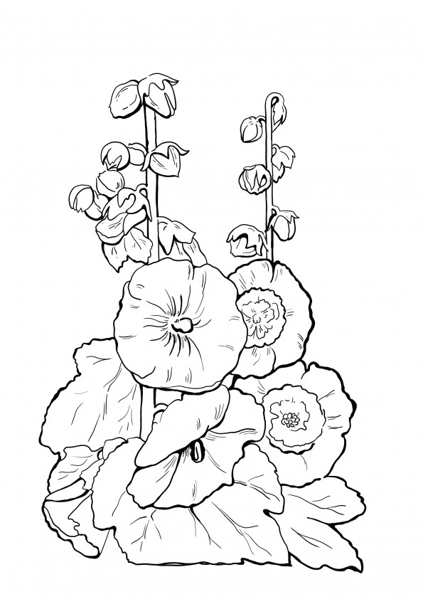 hollyhocks free-to-print coloring page