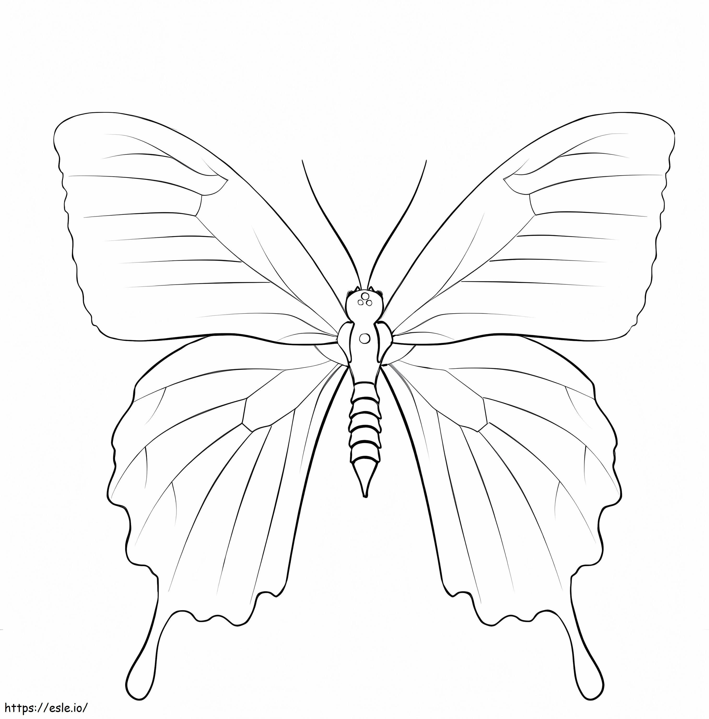 Motyl Ulissesa kolorowanka